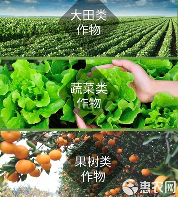 海藻肥“安豐樂-海藻素” 強力促生根壯苗、防病害與合成技術研發